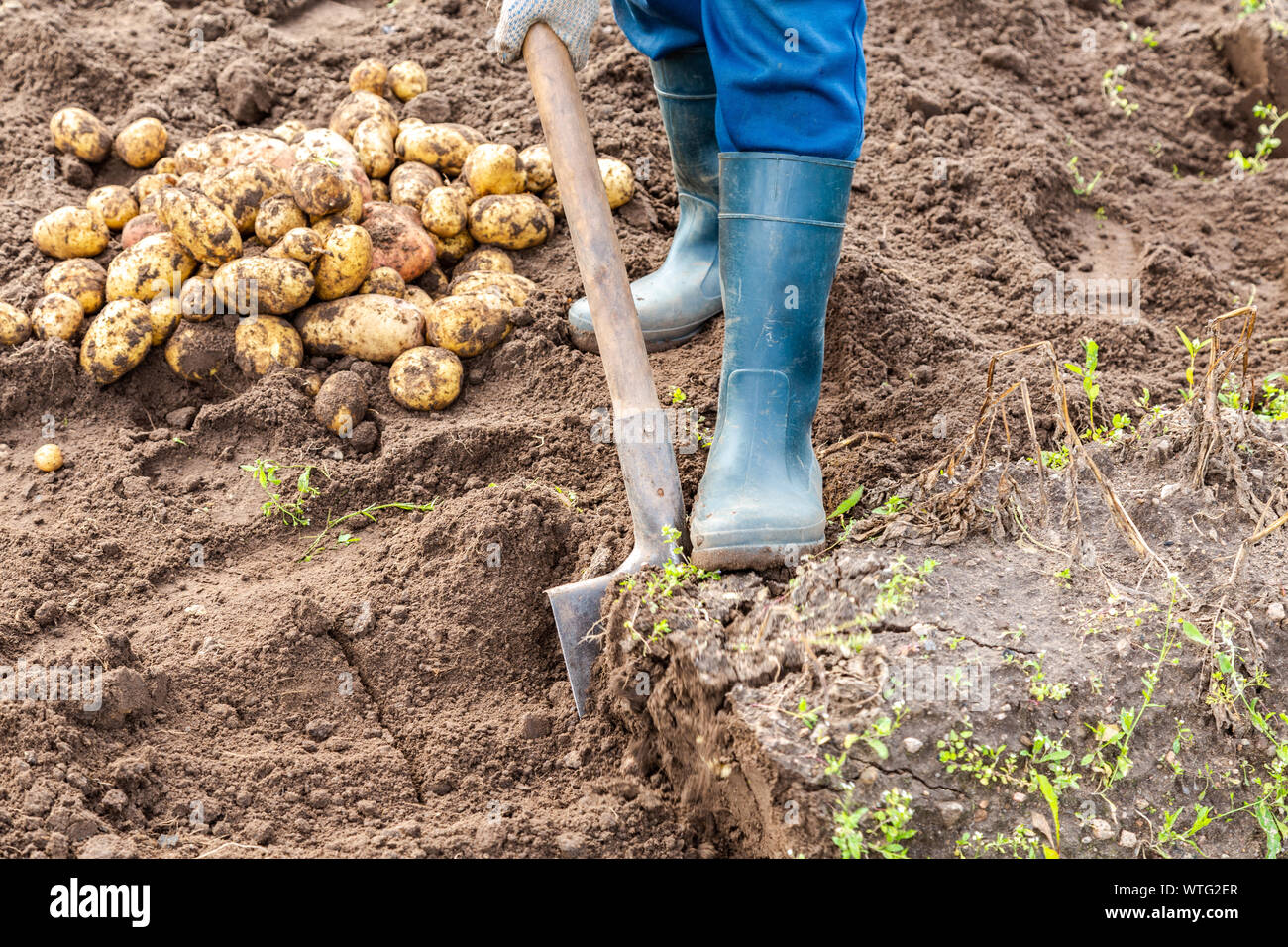 Neue kartoffelernte auf einem kartoffelacker. Frisch gegraben Bio Kartoffeln aus neuer Ernte Stockfoto