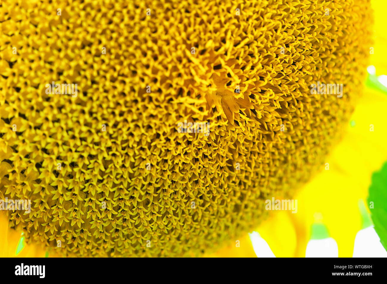 Der Kopf einer Sonnenblume mit vielen Blumen, die in Samen. Ein grösseres Blüte in den Vordergrund. Stockfoto