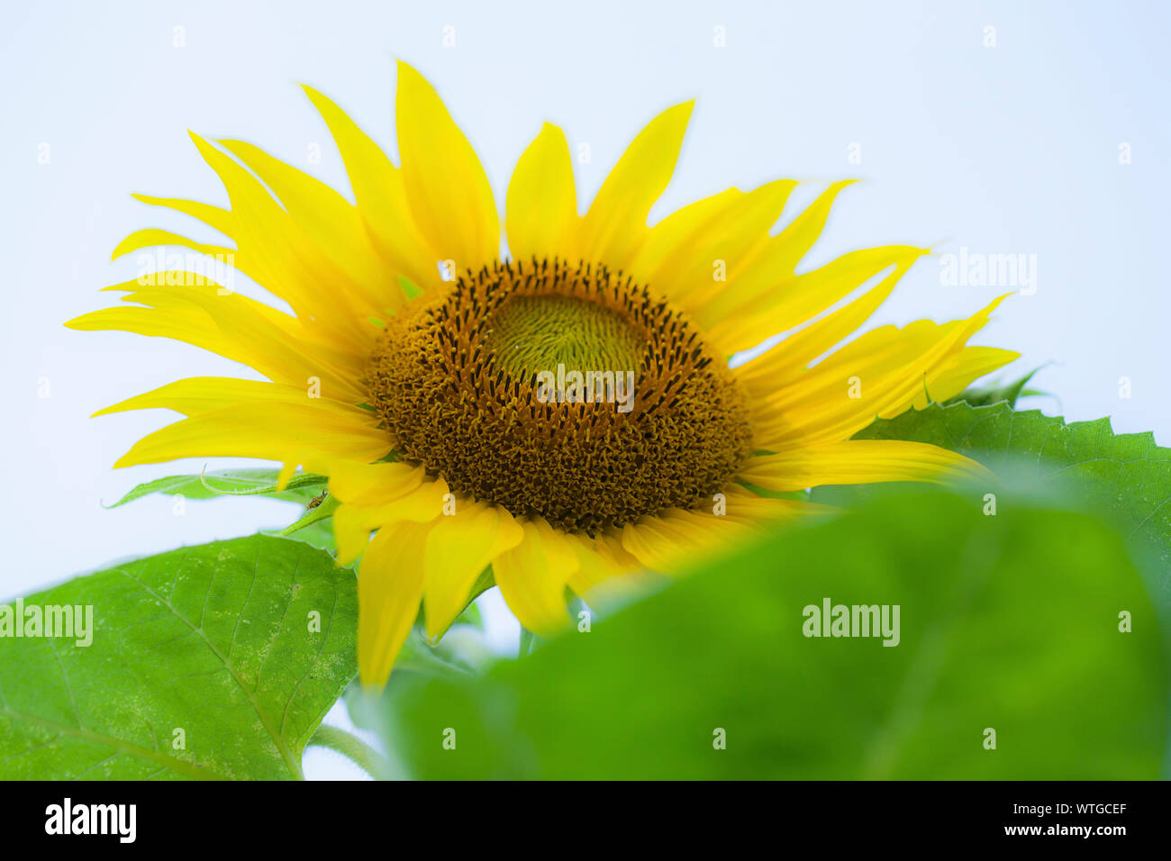 Gelbe sonnenblume Blüte mit grünen Blättern und weißen Hintergrund. Stockfoto
