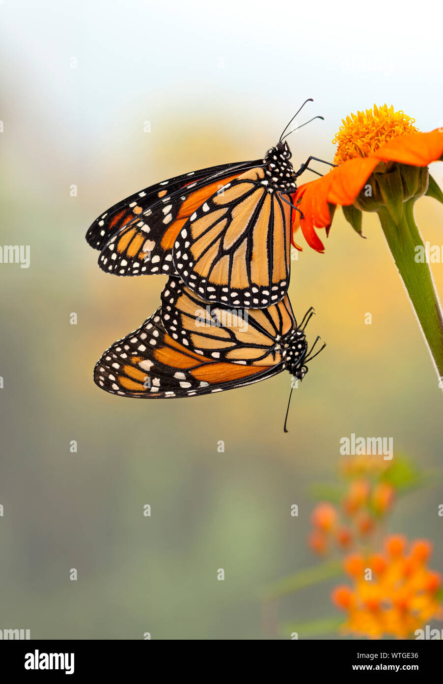 (2) Der monarchfalter (danaus Plexippus) Paarung Stockfoto