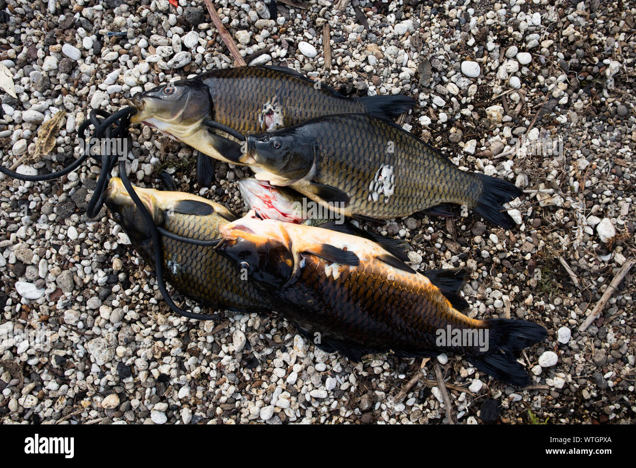 Fische gefangen von Harpune im Lago de Atitlan, Guatemala Stockfoto