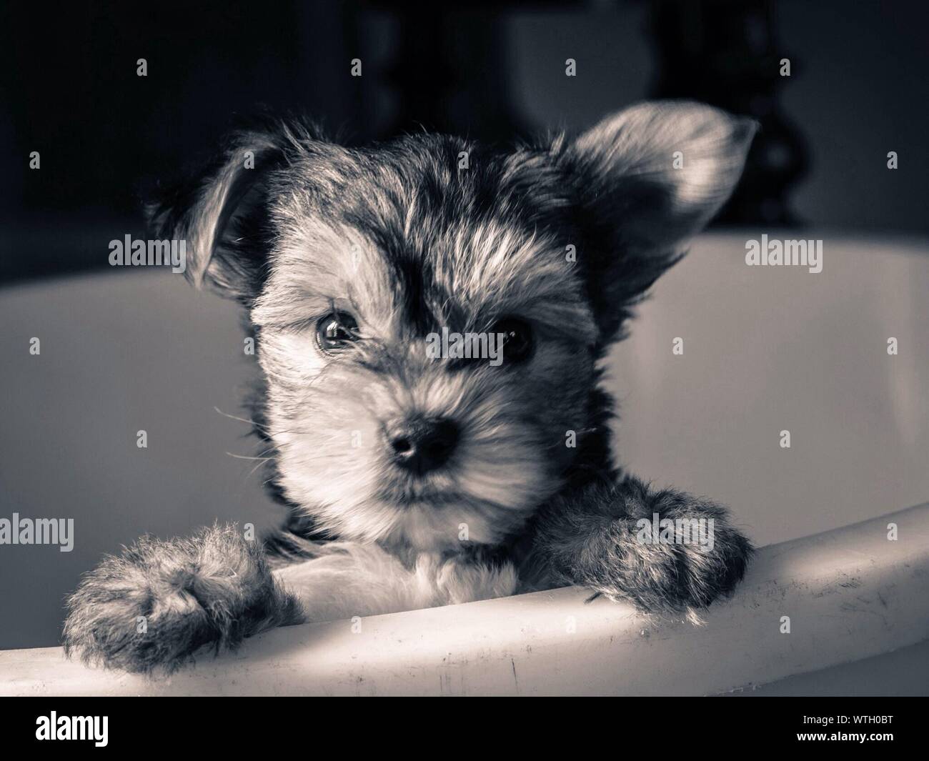 Porträt des kleinen Hund Stockfoto