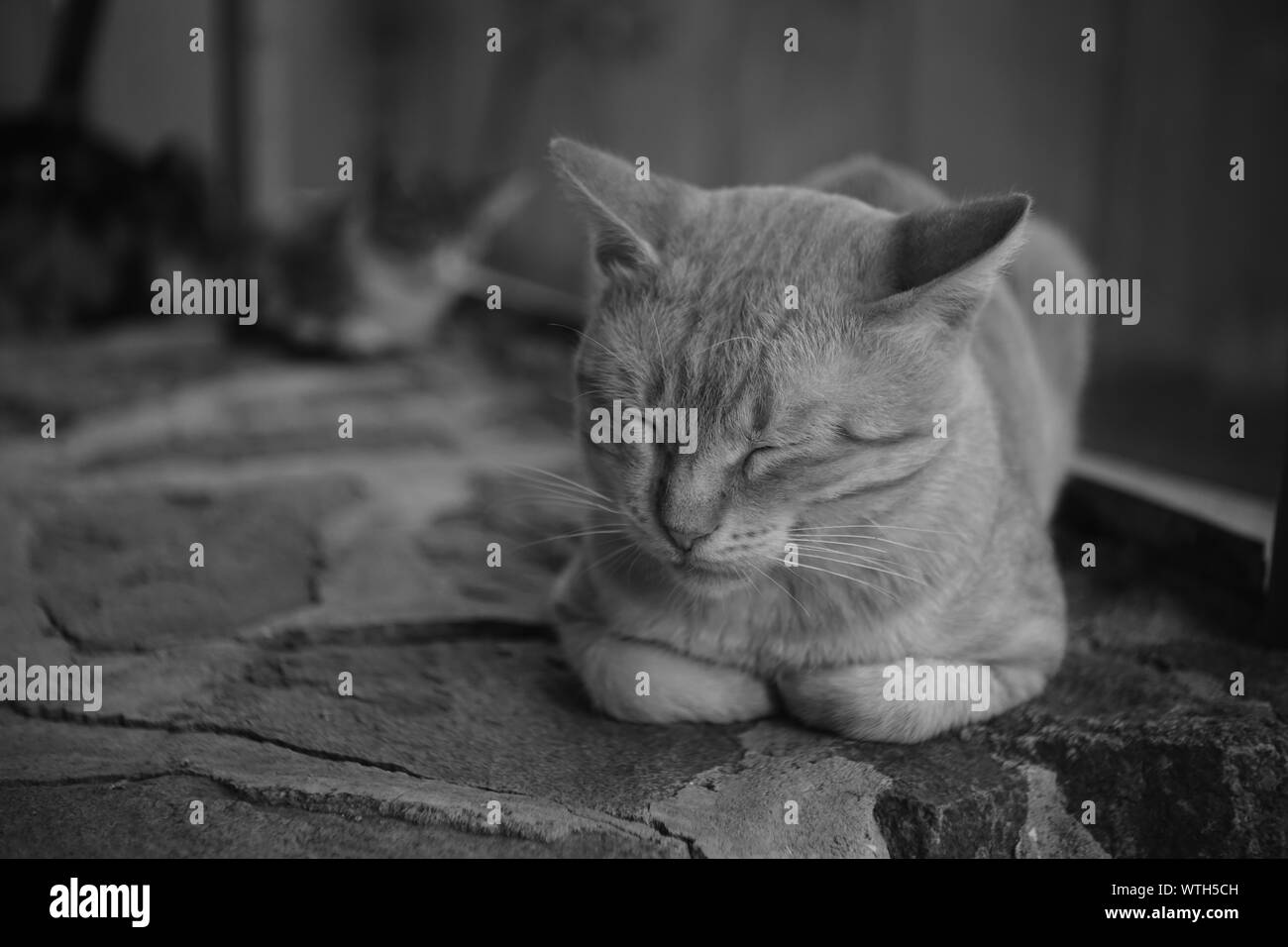 Susses Tierbaby Schwarzweiss Stockfotos Und Bilder Alamy
