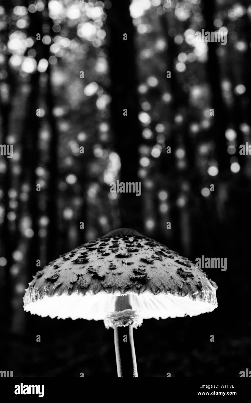 Magic Mushroom im Wald voller Energie Licht Stockfoto