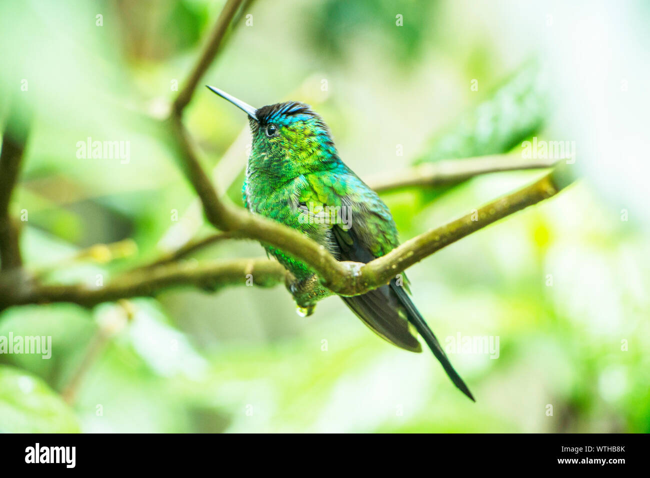 Bird Park, Foz do Iguaçu, Paraná, Brasilien Stockfoto