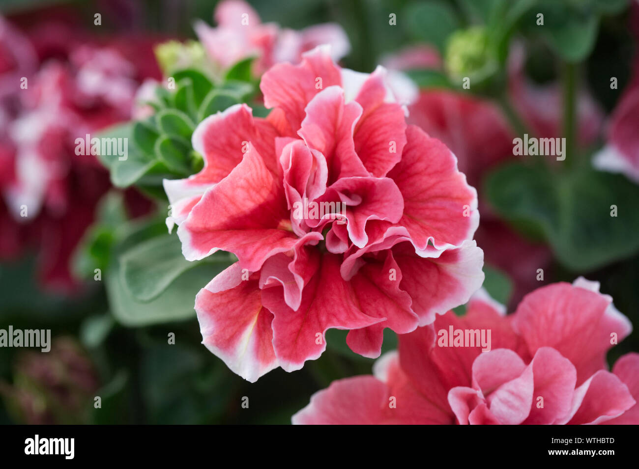 Petunia F1 Pirouette Rot weißen Blüten. Stockfoto