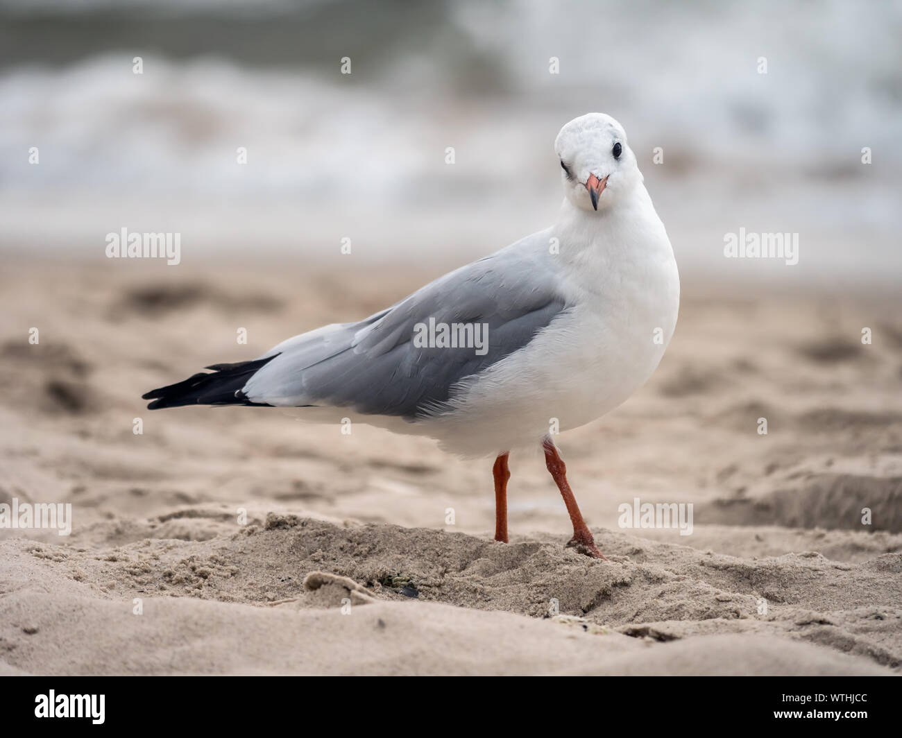 Europäische Silbermöwe am Strand Sand gegen das Meer Stockfoto