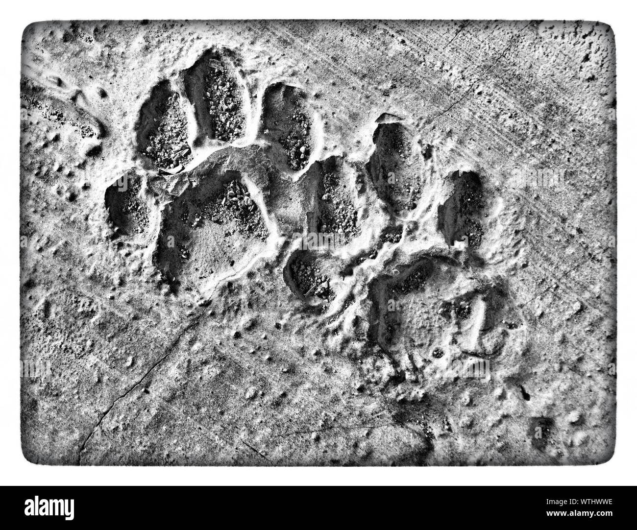 Animal footprints -Fotos und -Bildmaterial in hoher Auflösung – Alamy