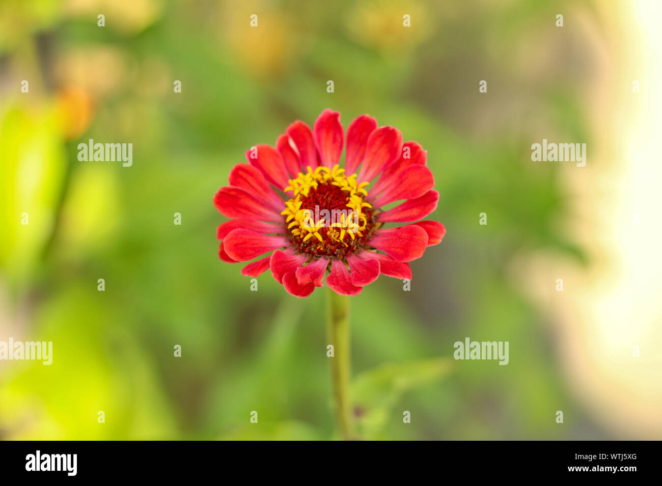 Rote Blüten mit einer gelben Kern auf einem Hintergrund von unscharfen grünes Laub Stockfoto