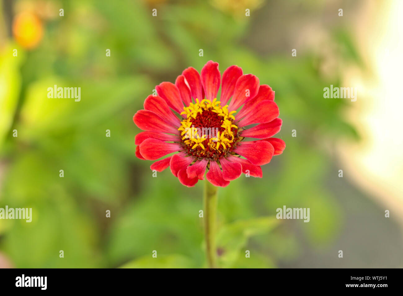 Rote Blüten mit einer gelben Kern auf einem Hintergrund von unscharfen grünes Laub Stockfoto