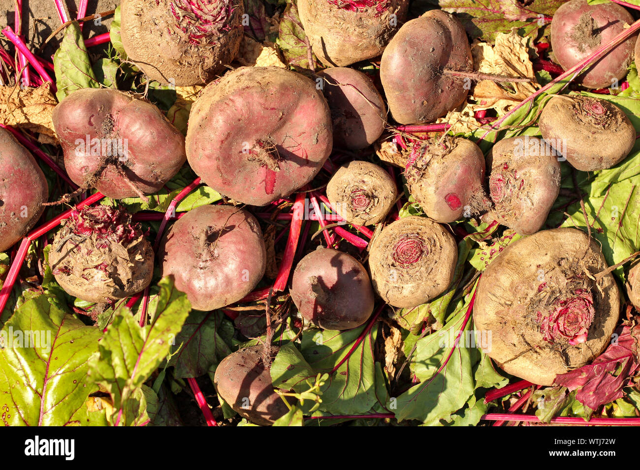 Die Ernte der roten Rüben liegt auf Laub Stockfoto