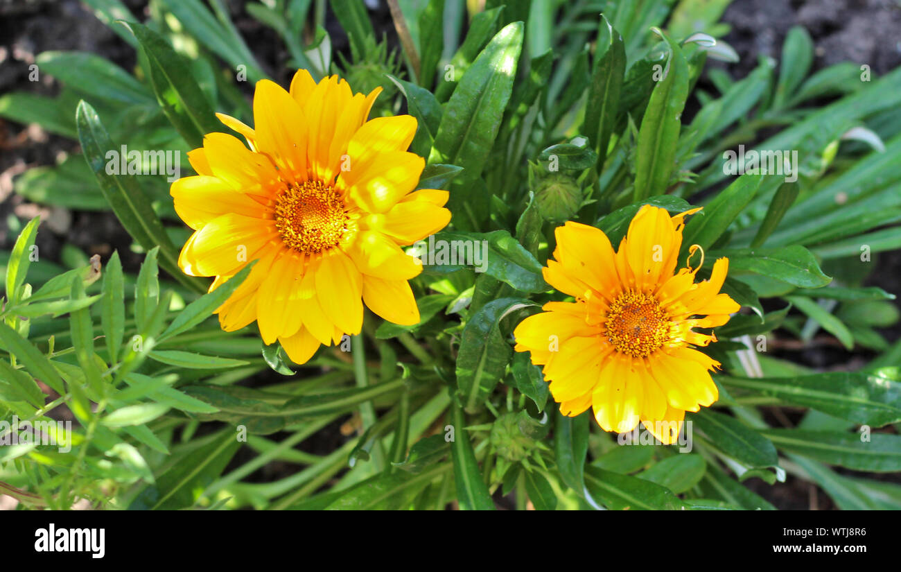 Gelbe Daisy - wie Blumen auf einem Hintergrund von grünem Laub. Ansicht von oben Stockfoto