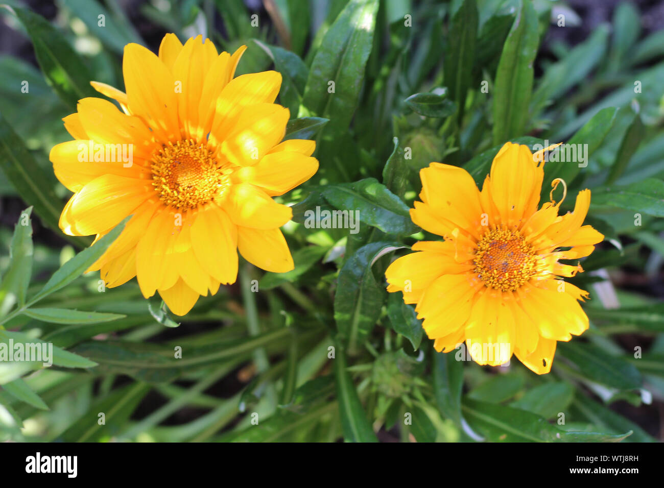 Gelbe Daisy - wie Blumen auf einem Hintergrund von grünem Laub. Ansicht von oben Stockfoto
