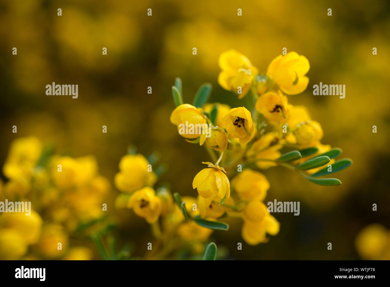 Nicht identifizierte Cassia wächst in der Nähe von Mildura, Victoria, Australien. Stockfoto