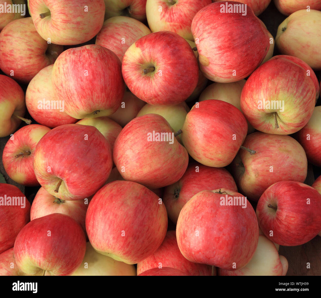 Apple uffolk Pink', Äpfel, Äpfel, gesunde Ernährung, Hofladen Anzeige Stockfoto