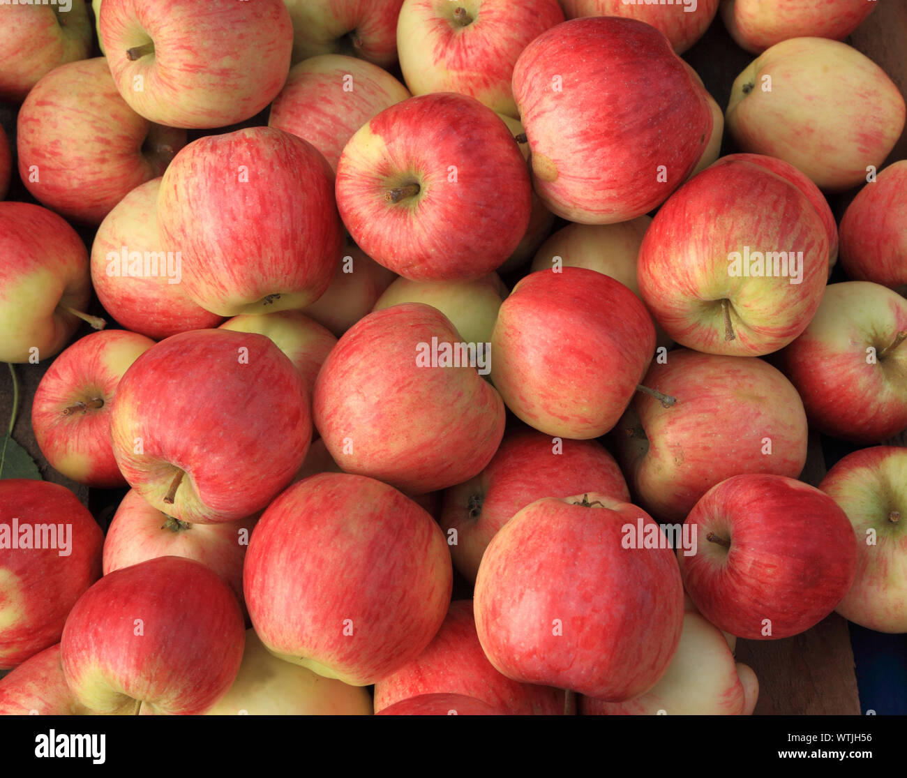 Apple uffolk Pink', Äpfel, Äpfel, gesunde Ernährung, Hofladen Anzeige Stockfoto