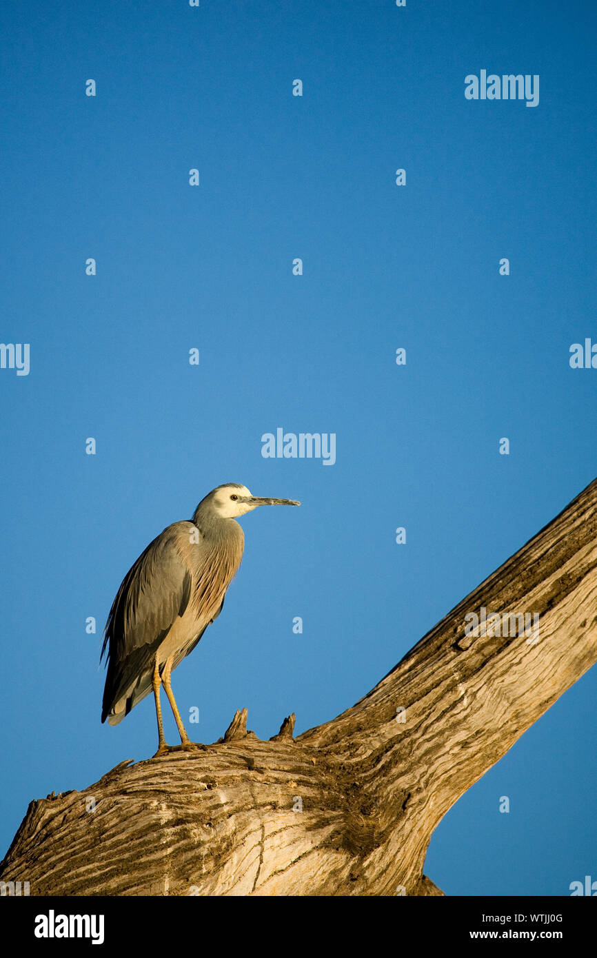 White Heron konfrontiert, (Egretta novaehollandiae) auf Liebling thront Log mit Blick auf den Murray River, South Eastern Australia. Stockfoto