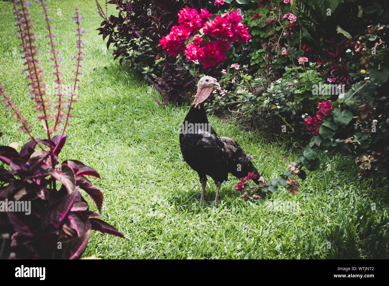 Türkei im Garten in Guatemala Stockfoto