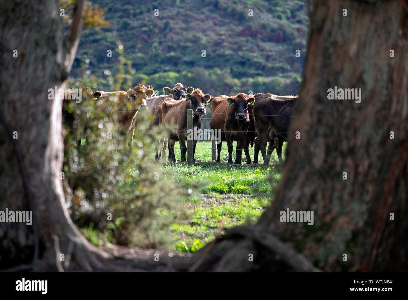 Landwirtschaft Neuseeland Stockfotografie Alamy