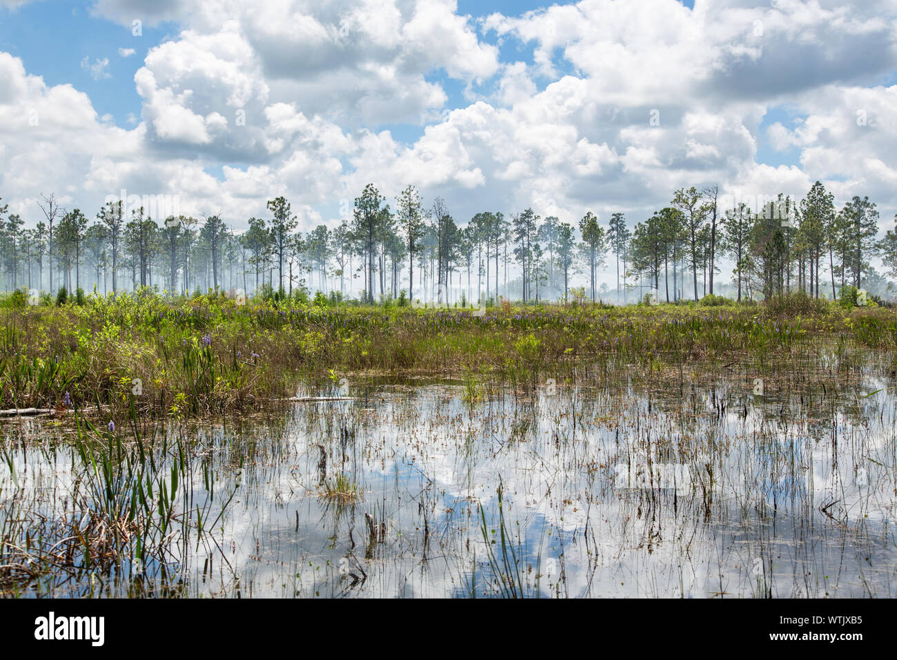 Rauch durch den Kiefernwald an einem im alten Florida Mitigation Bank in Pasco County, Florida, United States vorgeschriebenen Brennen. Stockfoto