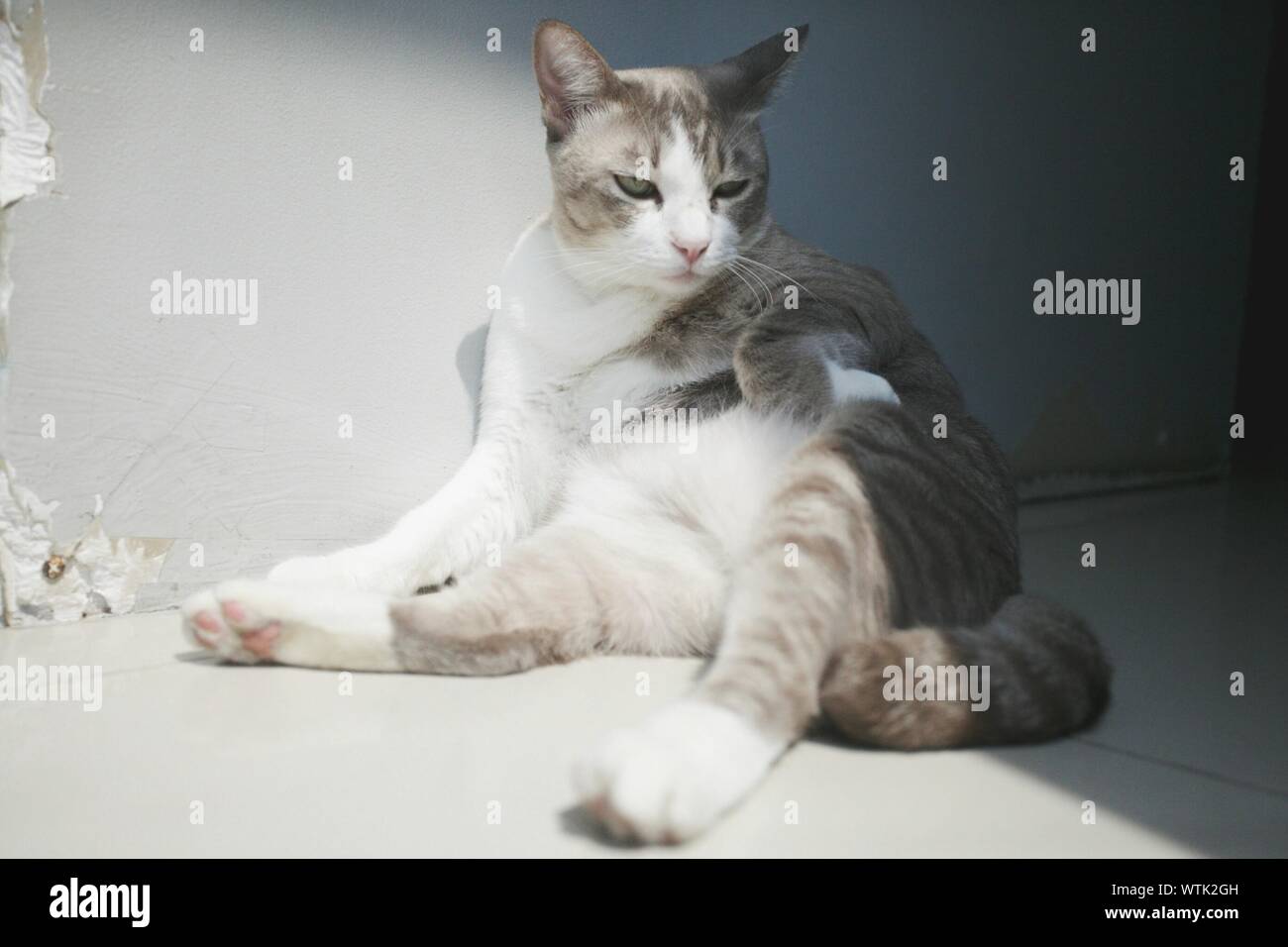 Katze kratzt beim Sitzen auf dem Boden Stockfotografie - Alamy