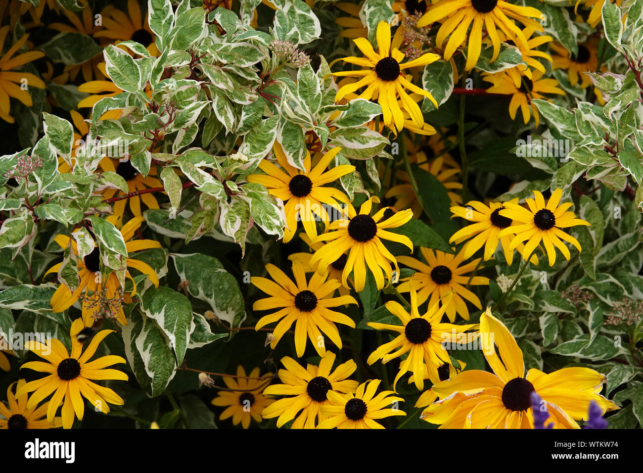 Gelbe coneflowers wächst in einem Garten in Bend, Oregon, im Spätsommer. Stockfoto