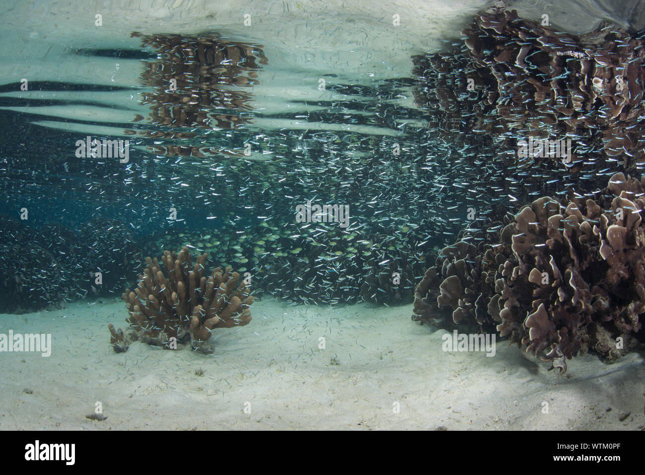 Korallen und Fische gedeihen auf ein flaches Riff inmitten der abgelegenen Inseln von Raja Ampat, Indonesien. Dieser äquatoriale Region ist das Herz der biologischen Vielfalt der Meere. Stockfoto