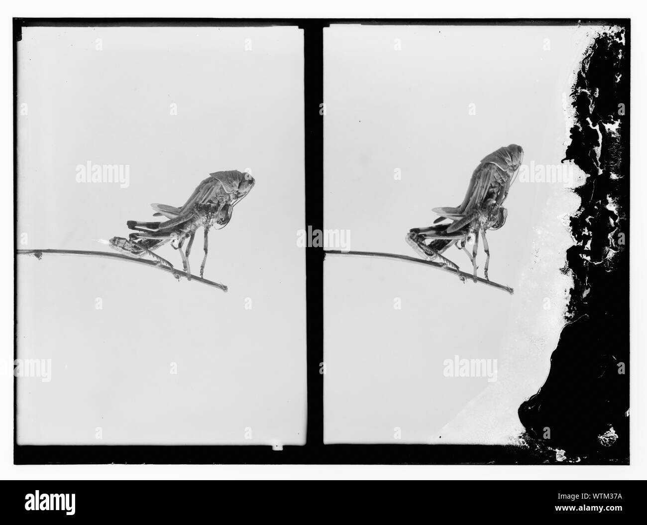 Mauser locust Stockfoto
