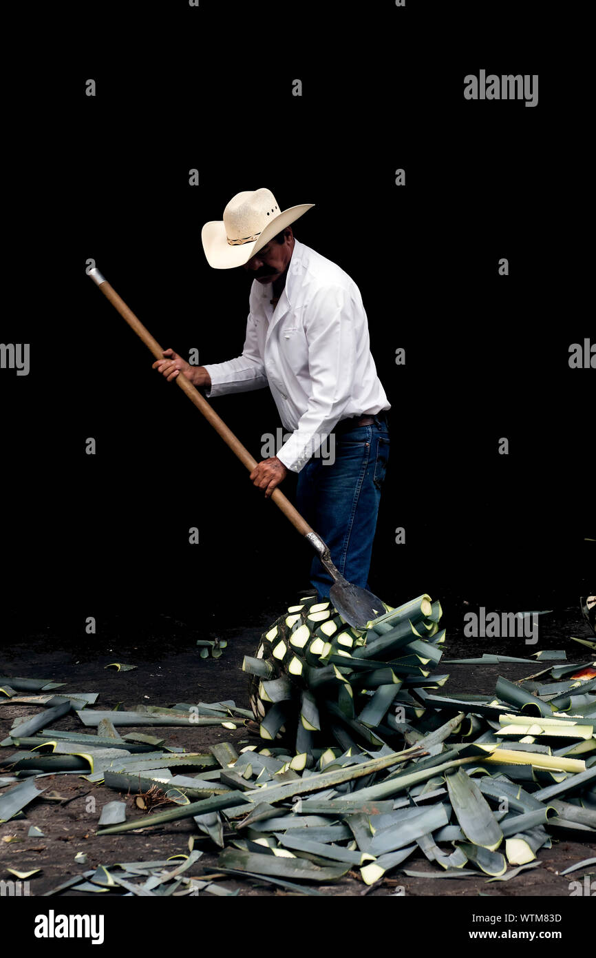 Arbeiter schneidet Herzen von blauen Agavenherzen in Tequila, Mexiko Stockfoto