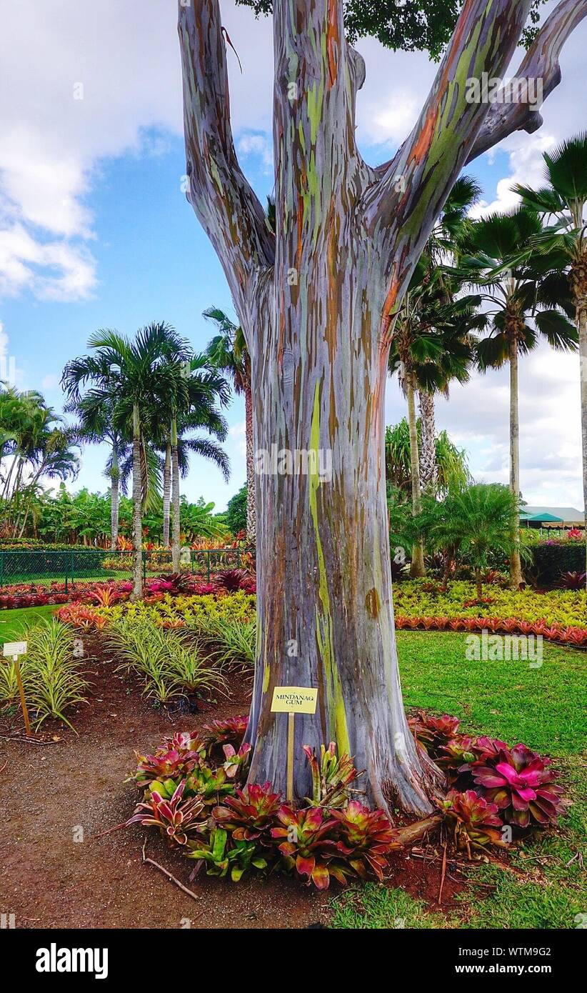 Mindanao gum tree -Fotos und -Bildmaterial in hoher Auflösung – Alamy