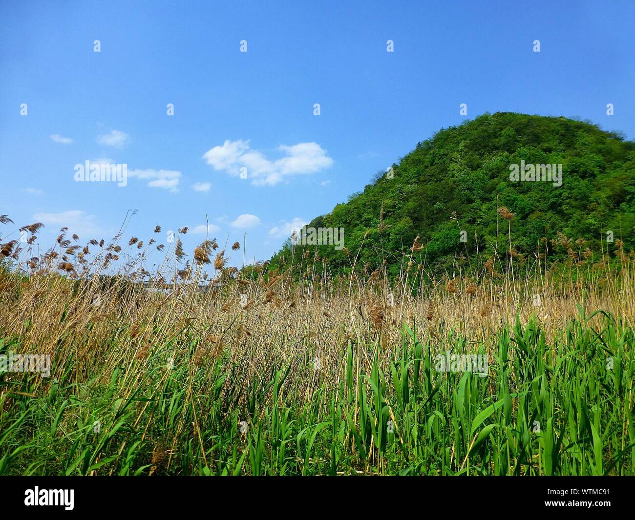 Blick auf den grünen Hügel Stockfoto