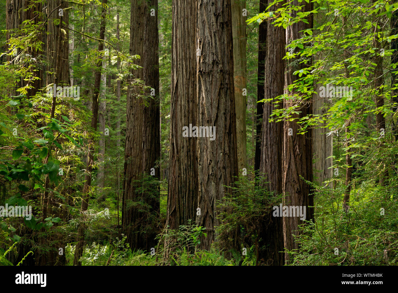 CA 03527 ... Kalifornien - Redwood Bäume in der Carl Schenck Grove im Prairie Creek Redwoods State Park, Teil des Redwood National und Staaten Parks Stockfoto