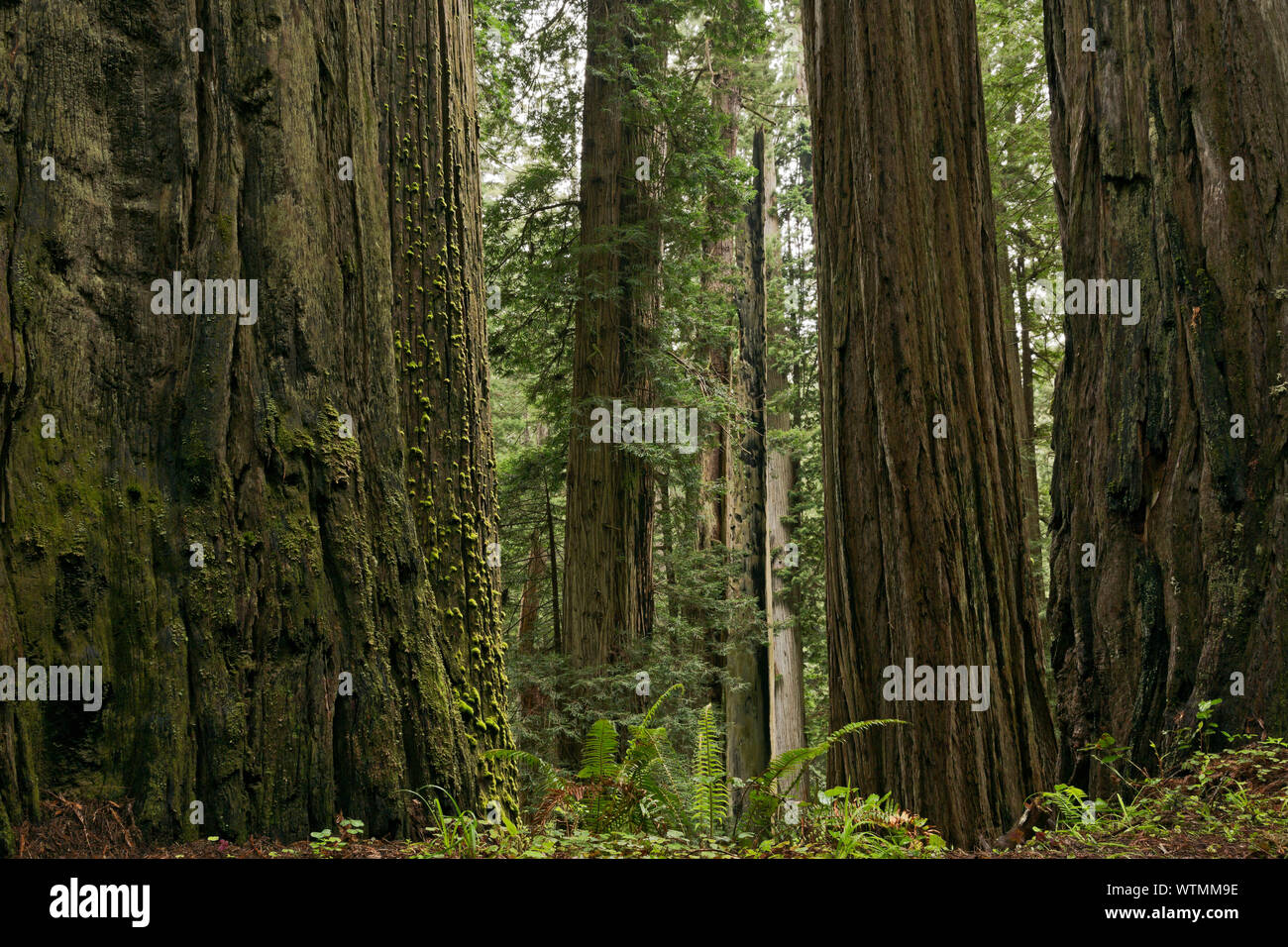 Kalifornien - Redwood Forest gesehen von Cal Barrel Road im Prairie Creek Redwoods State Park, Teil der Redwoods National- und Staatsparks. Stockfoto