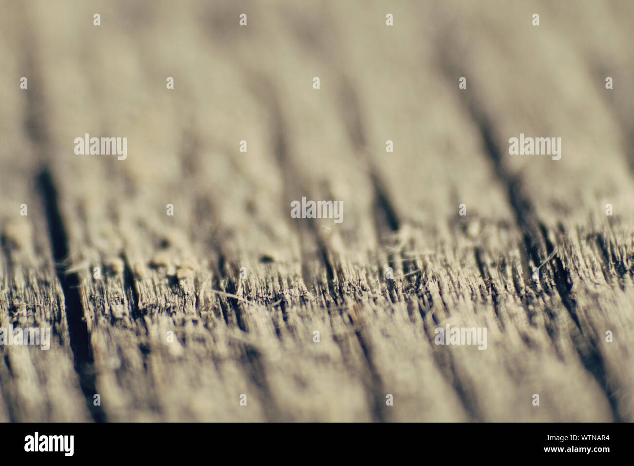 Holz, kleine dof Stockfoto