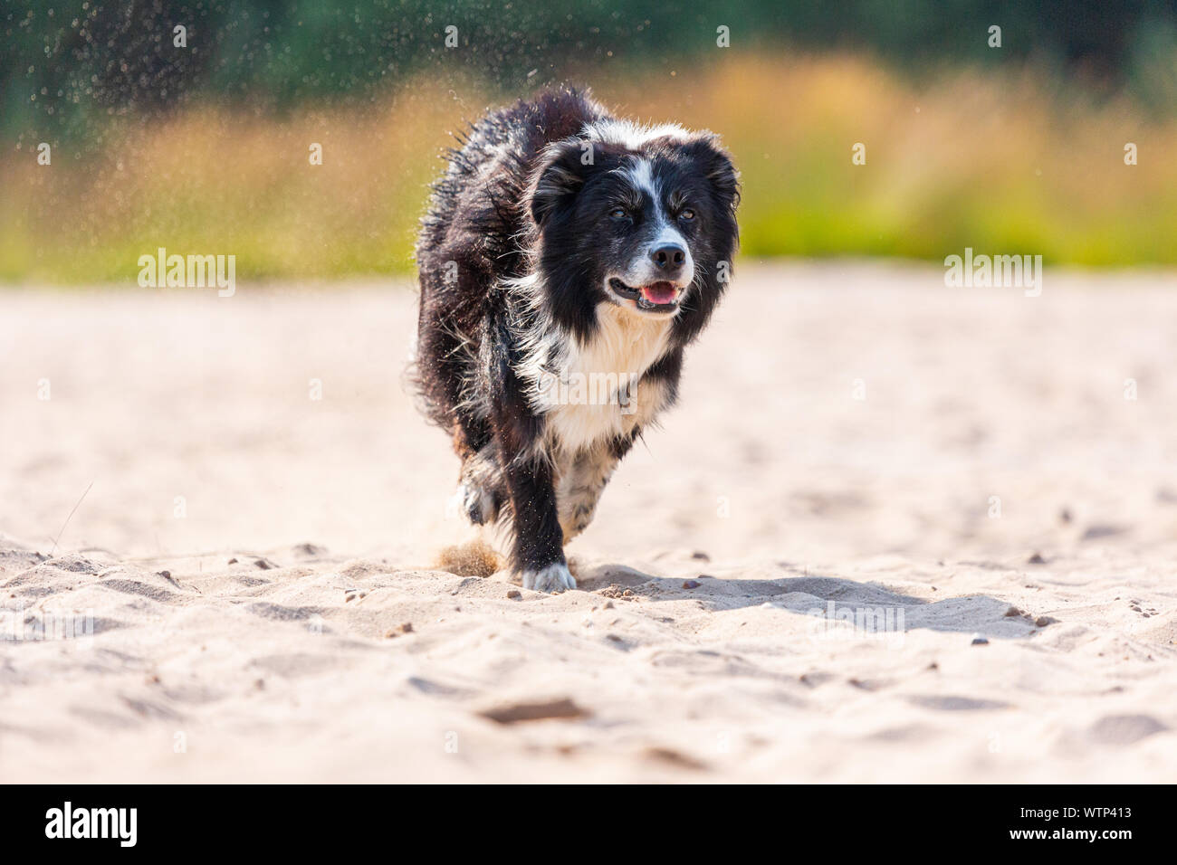Portrait eines laufenden Border Collie Hund Stockfoto