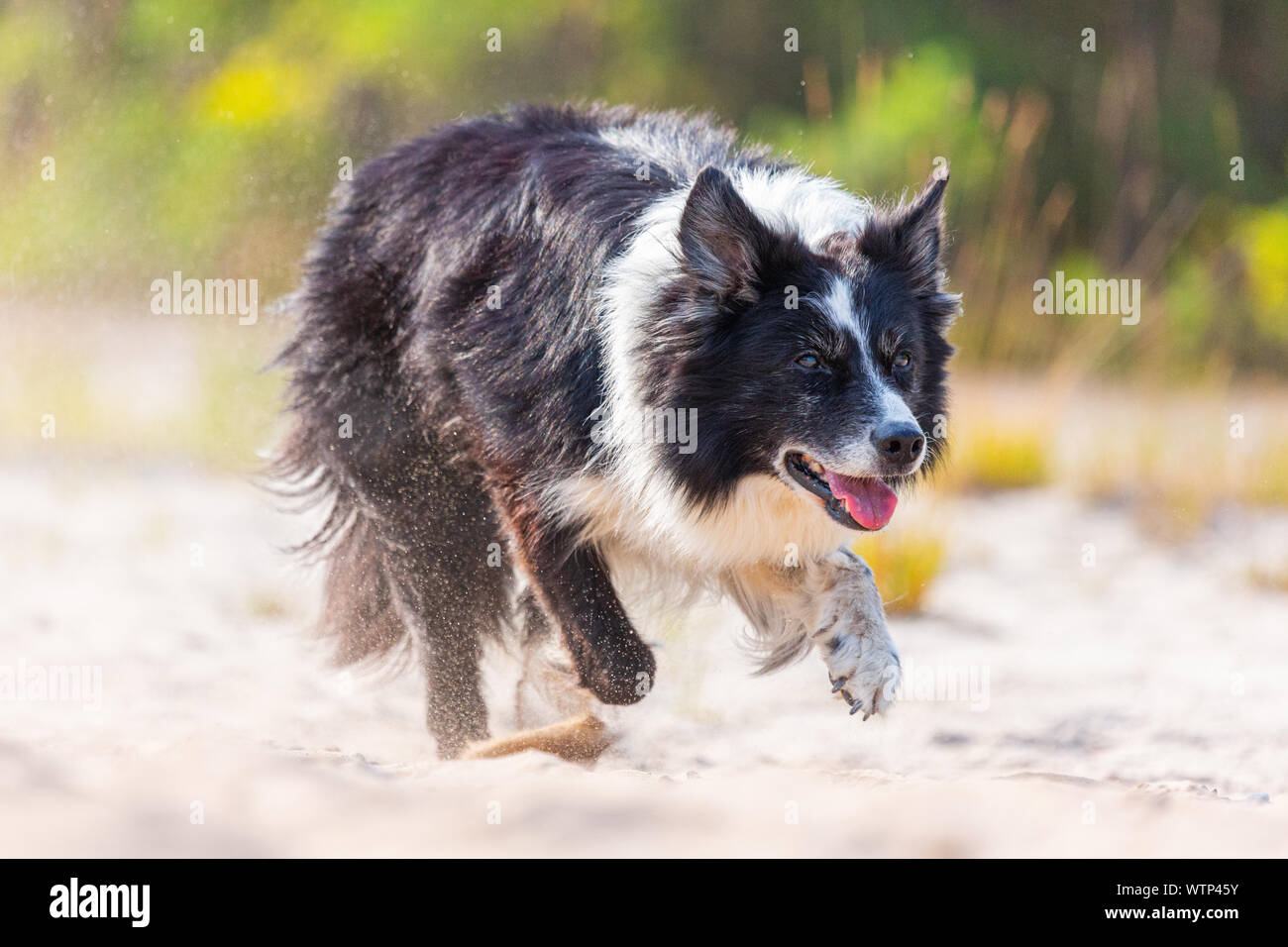Portrait eines laufenden Border Collie Hund Stockfoto