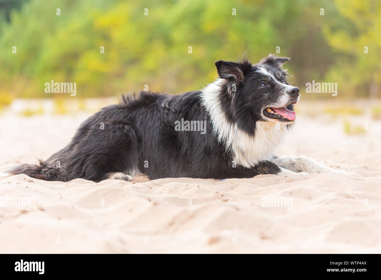 Portrait eines Border Collie Hund in der Natur Stockfoto