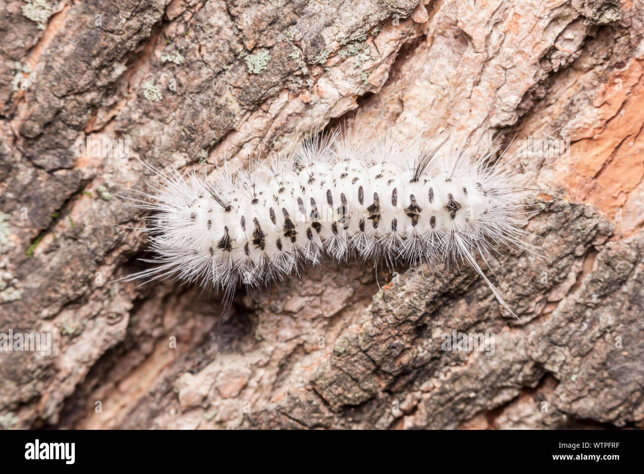 Ein Hickory Tussock Motte (Lophocampa caryae) Caterpillar (Larve) auf der Seite von einem Baum. Stockfoto