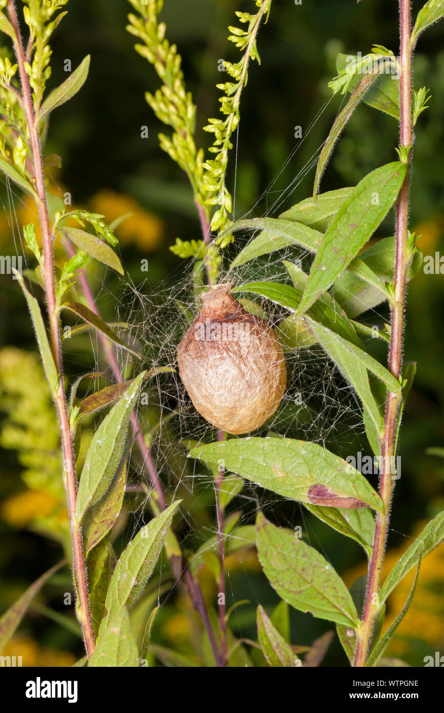 Schwarz-gelbe Argiope (Argiope aurantia) ei Sac auf goldrute Pflanzen ausgesetzt. Stockfoto