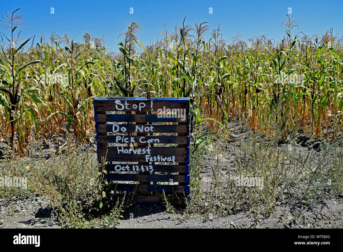 Stoppen Sie nicht aus Mais Zeichen vor einem Maisfeld bei Ardenwood Historic Farm, Fremont, Kalifornien Stockfoto