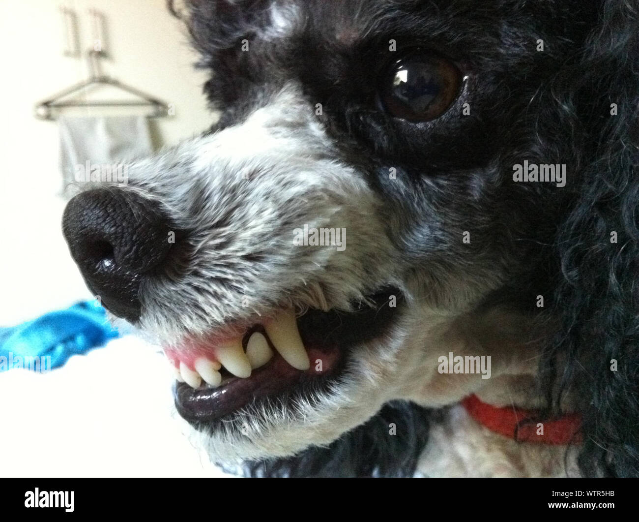 Dog Snarling Stockfotos und bilder Kaufen Alamy
