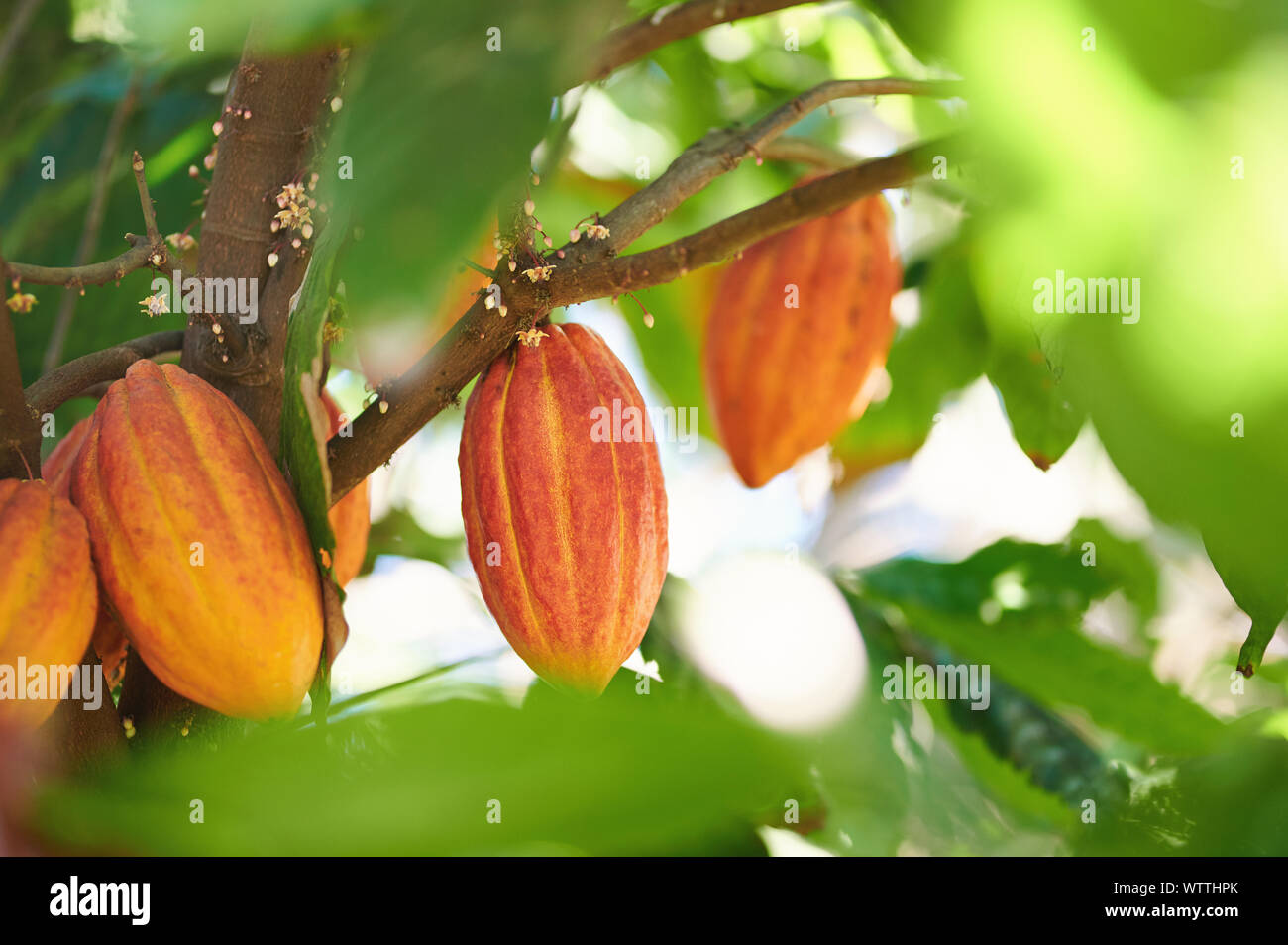 Kakaobaum Zweig mit der Farbe orange Pflanze pod Früchte Stockfoto