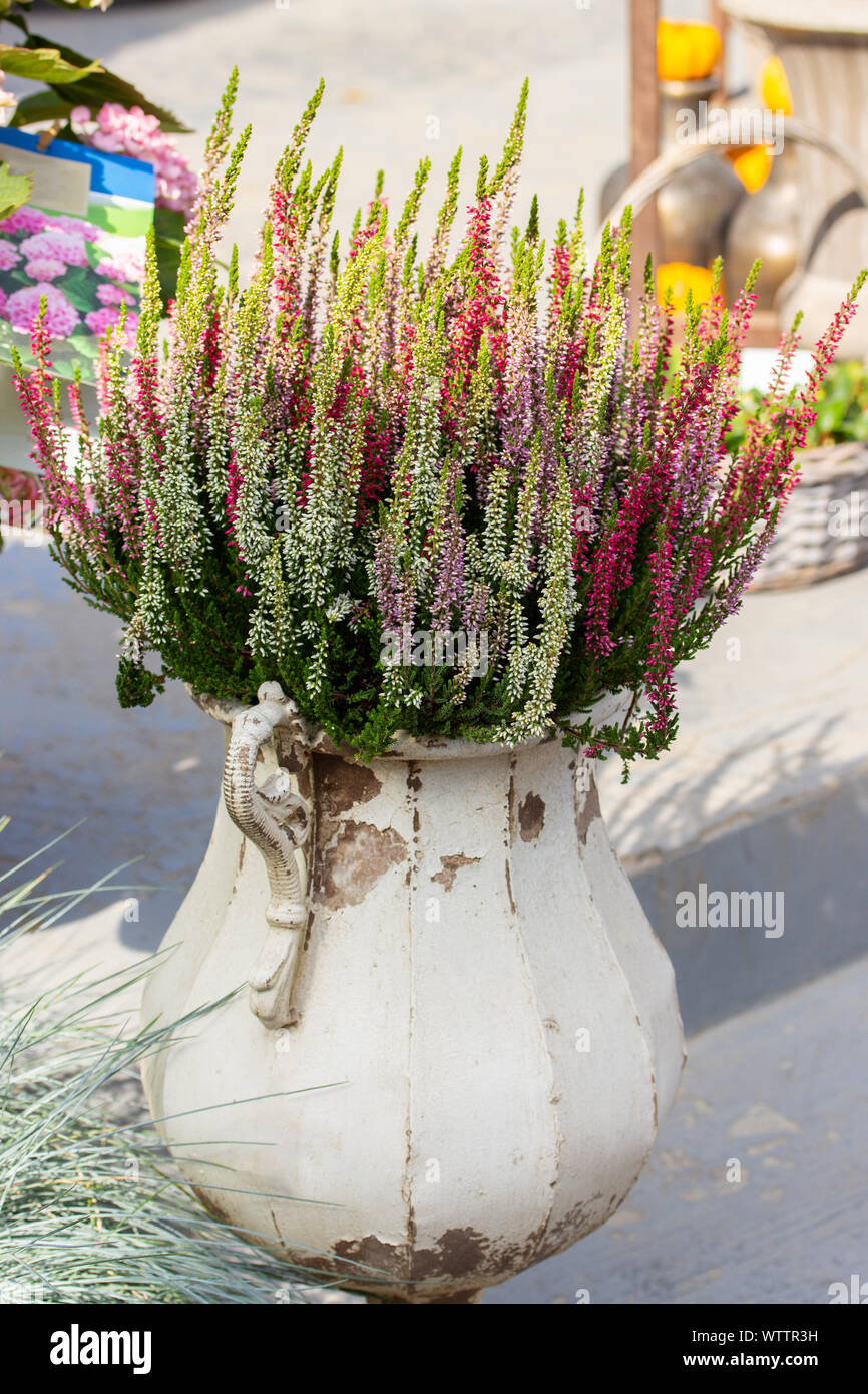 Blossom Heidekraut Calluna mehrfarbig in einem alten weiße Vase mit abblätternder Farbe. Garten Dekoration altmodischen Stil, Herbst schöner Garten Blume Stockfoto