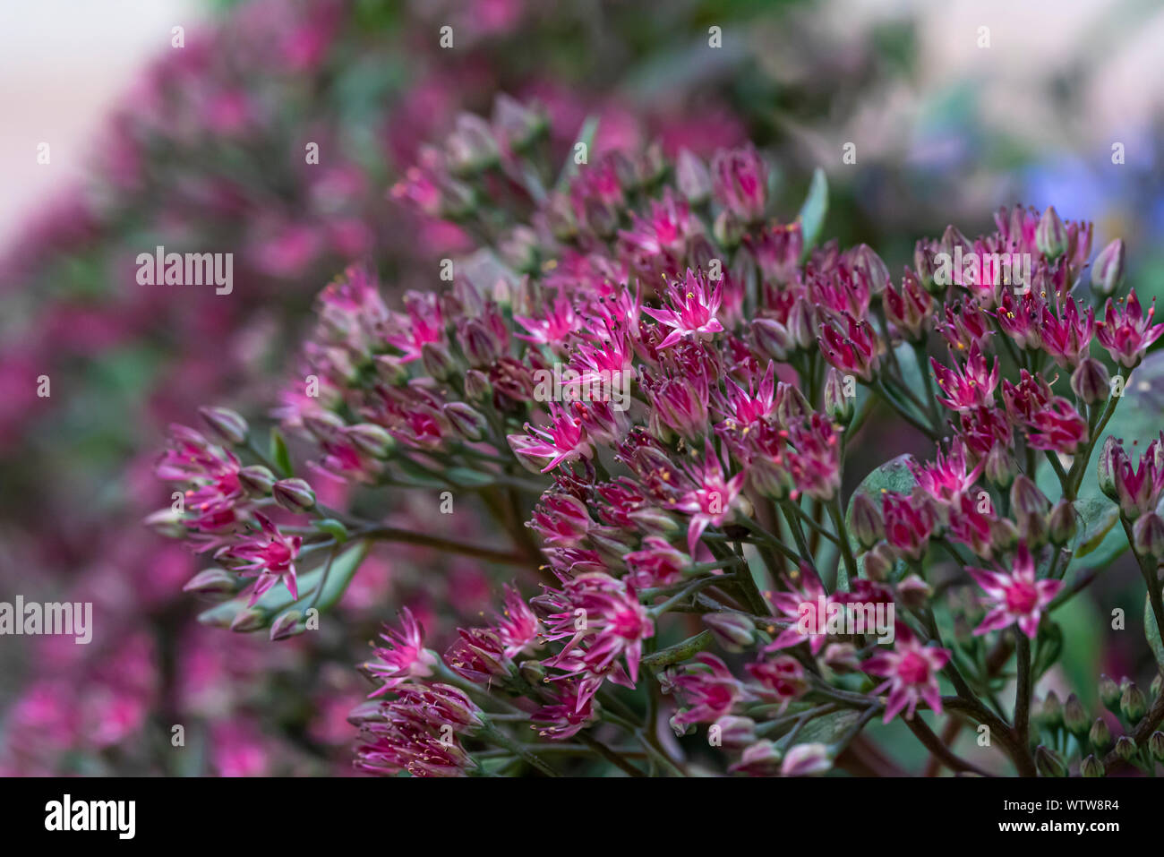 Hylotelephium Ruby Glow, Sedum Ruby Glow. Rot rosa Blüten. Sedum cauticola 'Robustum' Stockfoto