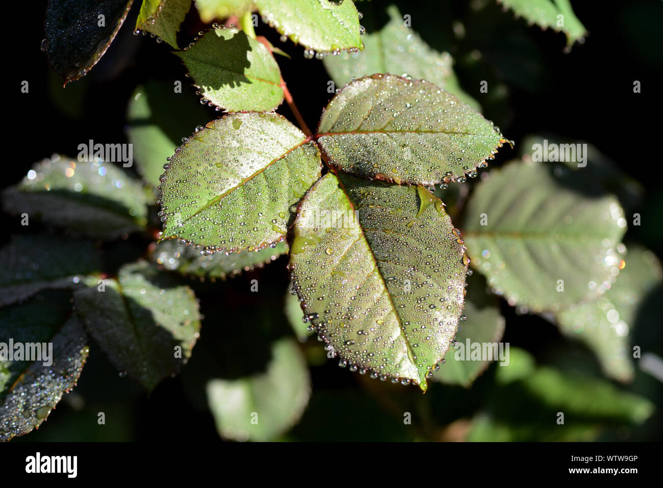 Blätter einer Rose mit Tautropfen closeup auf einen Sommer sonnigen Morgen Stockfoto