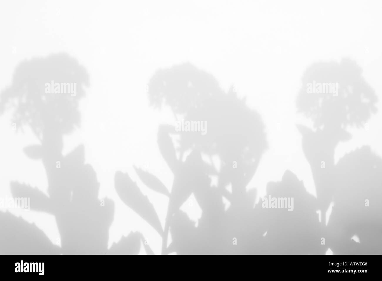 Graue Schatten von Blumen auf eine weiße Wand. Abstrakten neutralen Charakter Konzept Hintergrund. Unscharfe, defokussiert. Overlay für Foto. Stockfoto