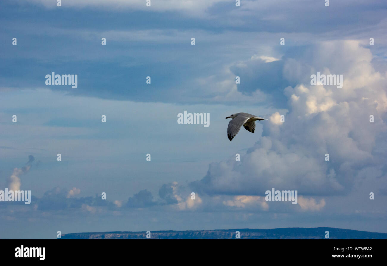 Möwe im blusky mit Bewölkt Stockfoto