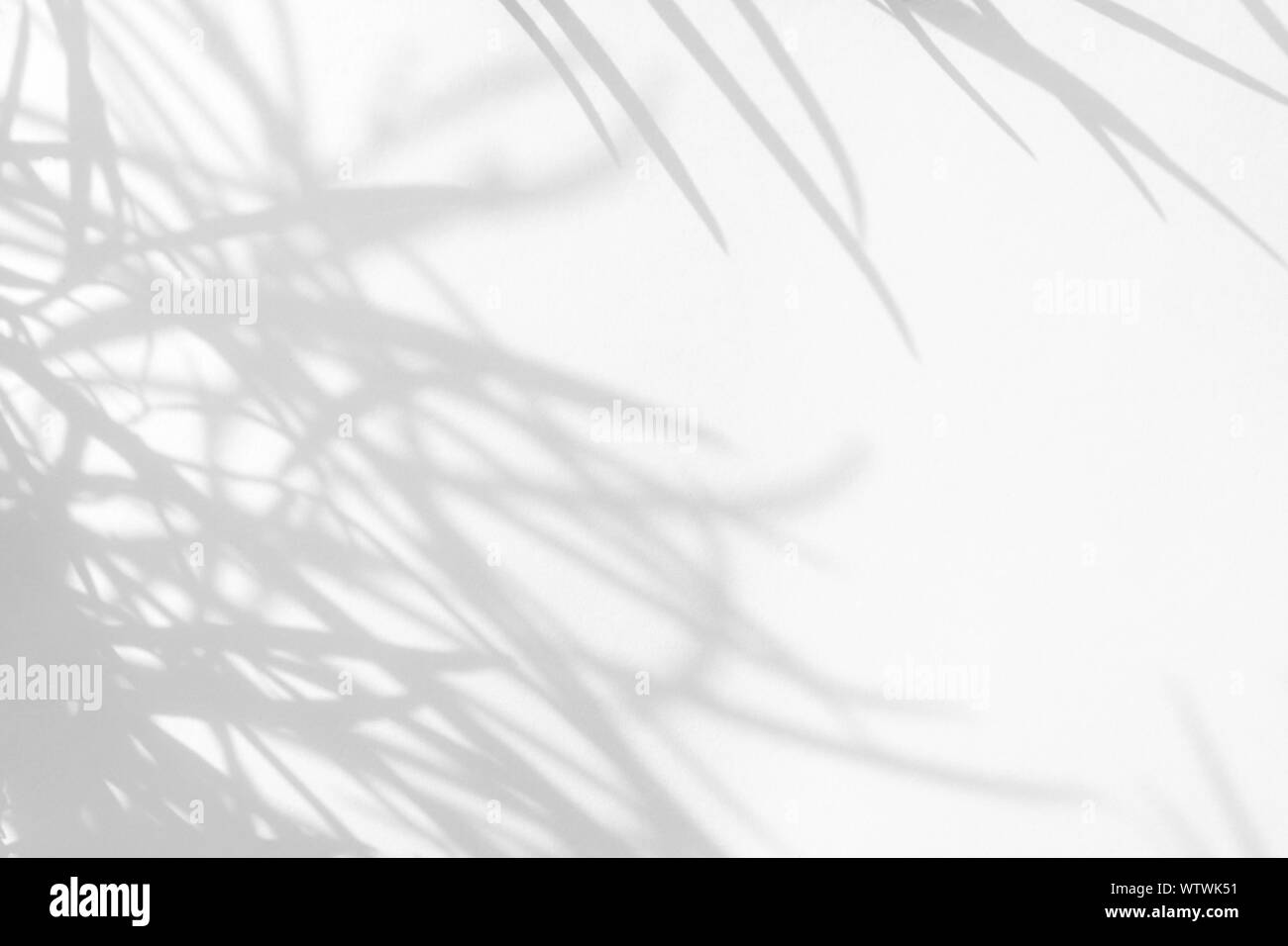 Graue Schatten der zarten Gras auf eine weiße Wand. Abstrakten neutralen Charakter Konzept Hintergrund. Platz für Text. Unscharfe, defokussiert. Overlay für Stockfoto