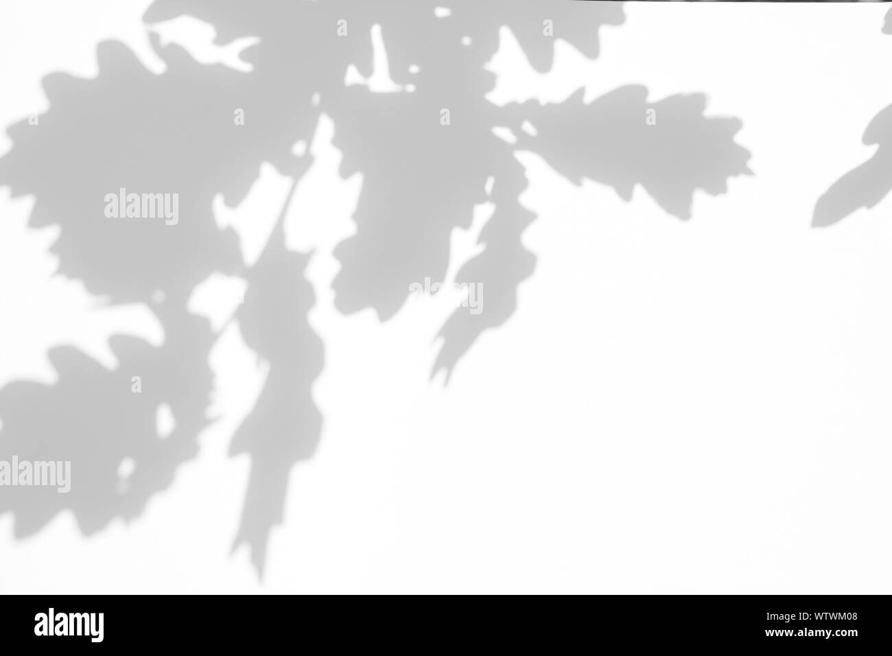 Overlay für Foto. Graue Schatten der Eiche Blätter auf eine weiße Wand. Abstrakten neutralen Charakter Konzept verschwommenen Hintergrund. Platz für Text. Stockfoto