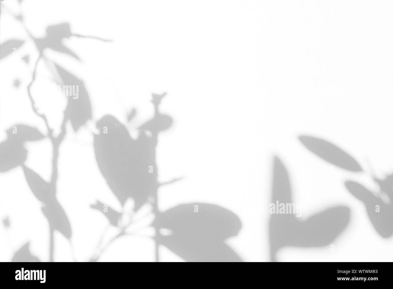 Overlay für Foto. Graue Schatten der Blätter auf eine weiße Wand. Abstrakten neutralen Charakter Konzept verschwommenen Hintergrund. Platz für Text. Stockfoto